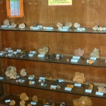 glowonogi z mezozoiku